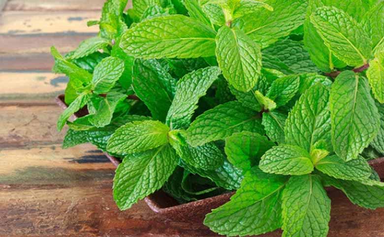 نعناع برای درمان خارش پوست