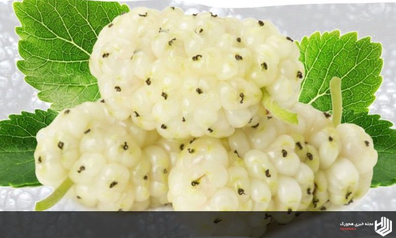 بررسی کامل خواص توت سفید چیست؟