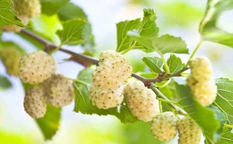 توت سفید چه خواصی دارد؟